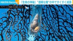 「生命の神秘」“透明な殻”の中で動き回るサメの赤ちゃんに「こんなに動くの！？中見えちゃうの可愛い」と反響