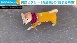 もう動かない！軽快に歩く豆柴が急停止 断固として“拒否する姿”が話題