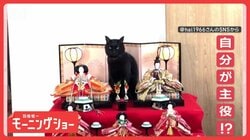 ひな祭り「ひニャ壇にのぼるニャン」　最上段ですまし顔　なぜポーズ決める？