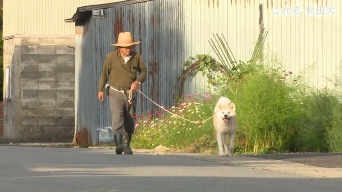 今や発祥の地に暮らすのはわずか30頭…プーチン大統領に贈られた「ゆめ」を育て上げた秋田犬ブリーダーの奮闘 17枚目