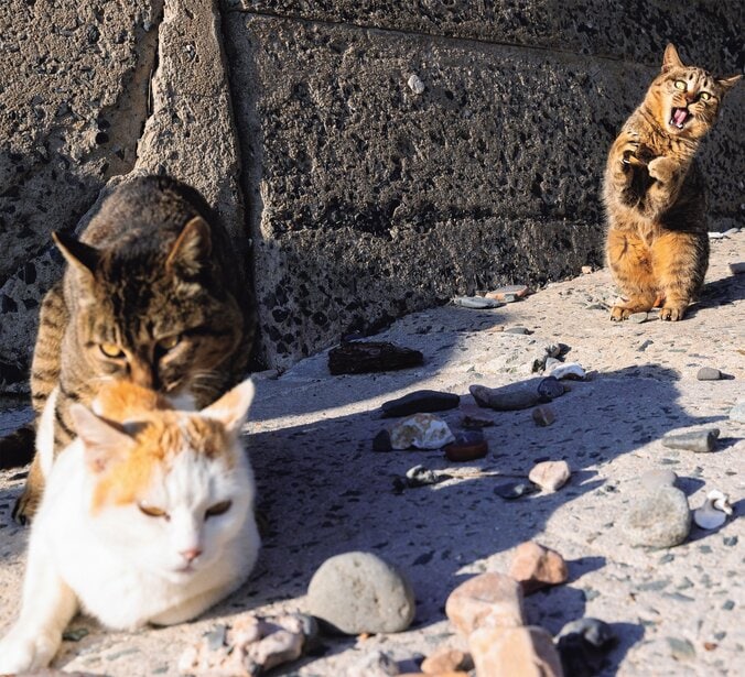 【写真・画像】　1枚目