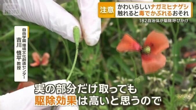 「実の部分だけ取っても駆除効果は高い」