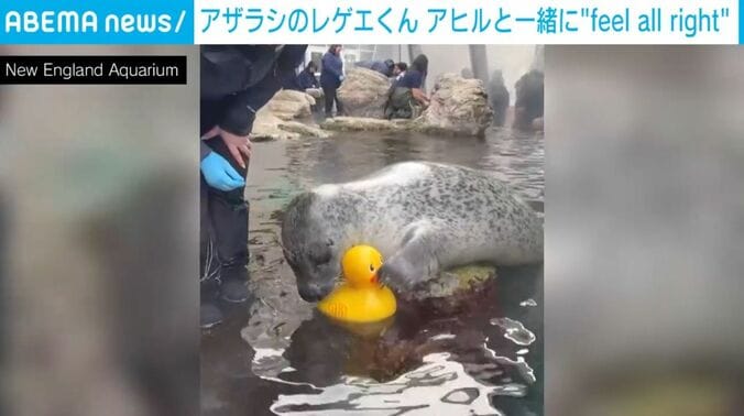 アザラシの「レゲエくん」