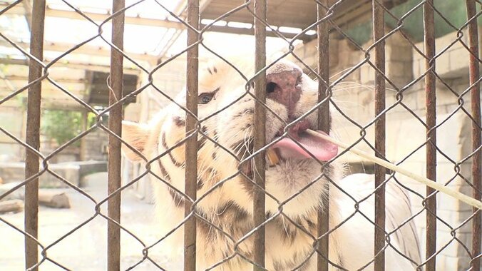 動物たちの可愛すぎる“食事タイム”に密着！ ホワイトタイガーこだわりのディナーとは？ 6枚目