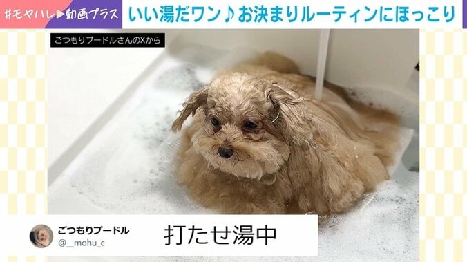 トイプードルのしえるちゃん