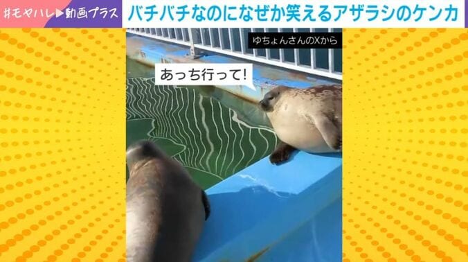 ワモンアザラシ