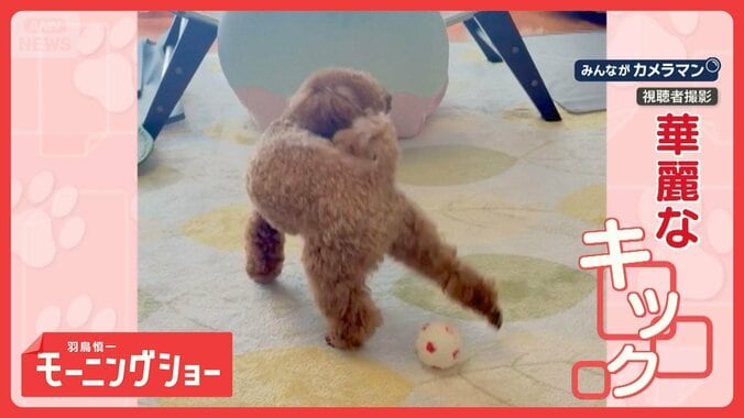 器用に後ろ脚でスーパーシュート！　サッカーするワンちゃん　なぜ後ろ脚で蹴るの？ 1枚目