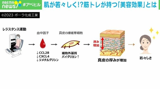 「筋トレ女子は若々しい」が科学的に証明された！ 美肌で一歩リードするカギは「負荷と頻度」 3枚目