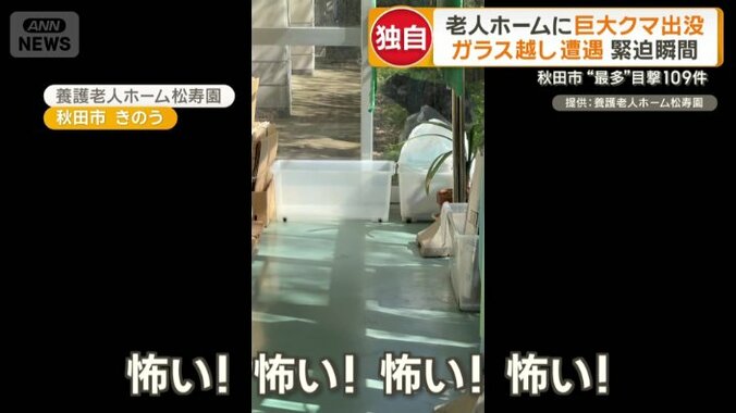 草を食べているクマ