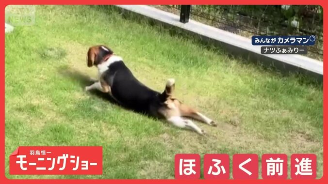 “しっぽレーダー”で探索開始！ほふく前進するワンちゃん　芝生の上をズリズリ進む 1枚目