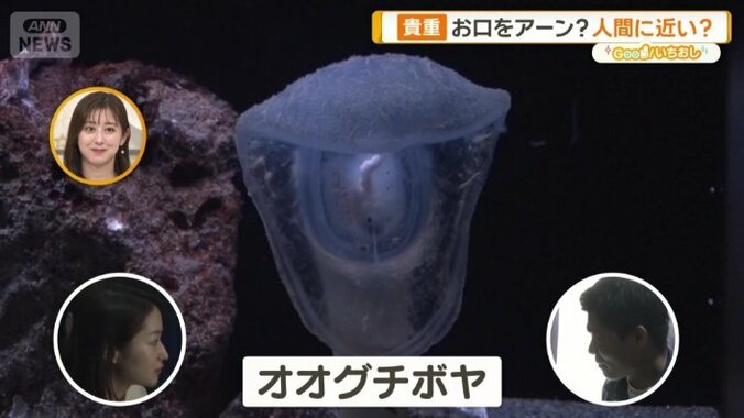 「オオグチボヤ」