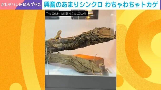 フトアゴヒゲトカゲ