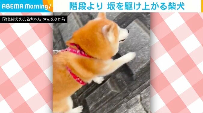 柴犬のまるちゃん