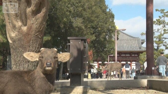 日本人観光客に人気の奈良　「ゆっくりできる」　外国人殺到で「京都離れ」続く 1枚目