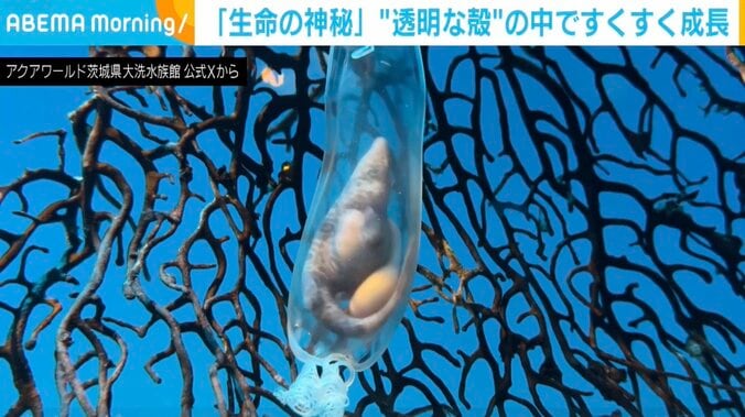 サラワクスウェルシャーク