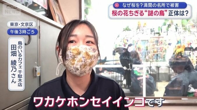 アジア系の地域にいるインコ