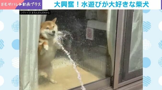 まろんちゃん