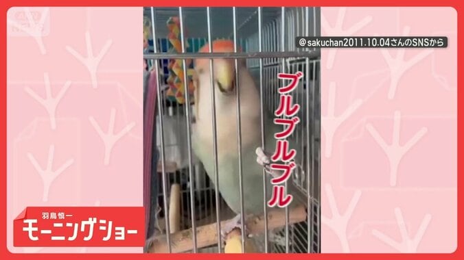 「気分はロック☆スター」　大興奮！　超高速で頭ブルブルさせるインコさん　なぜ？ 1枚目