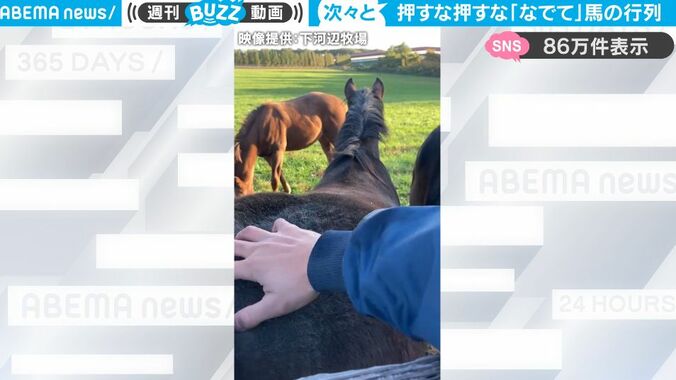 牧場で馬のお尻を撫でていたら…他の馬たちによる「撫でて」の行列が！ かわいらしい馬たちの動画に大反響 1枚目