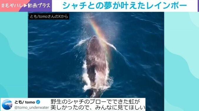 シャチ
