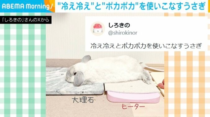 ウサギのロップイヤー・しろくん