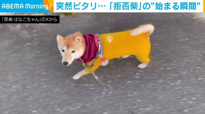 豆柴のはなこちゃん（4歳）