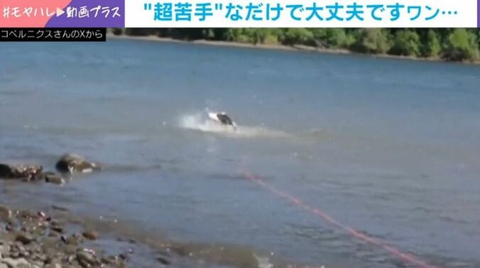 壊滅的に下手な“犬かき”