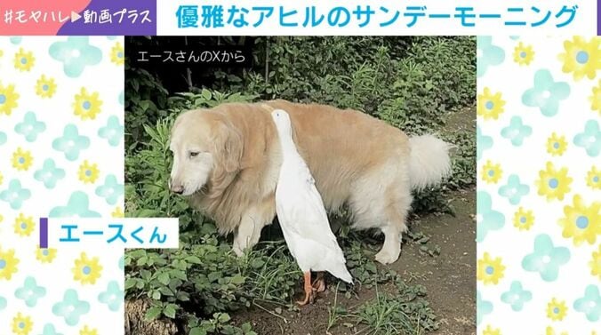 ヨバンちゃん（6歳）とエースくん