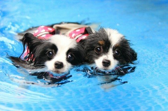 “かっこいいワン！” 涼しさを感じさせるCOOLわんこフォトコンテスト2017 入賞者発表 3枚目