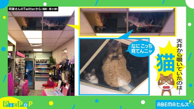 監視カメラではなく”ニャン視カメラ”!? 天井から猫が見守る店が話題に「うちの会社もこれにしたい」 2枚目