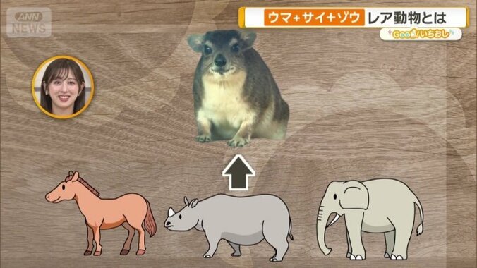 ウマ、サイ、ゾウと様々な特徴を持つ