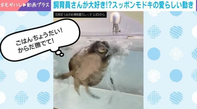 スッポンモドキのなっちゃん