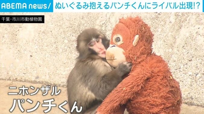 ニホンザルの「パンチくん」