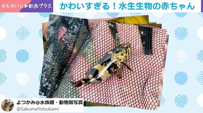 よつかみさんの採集した生き物