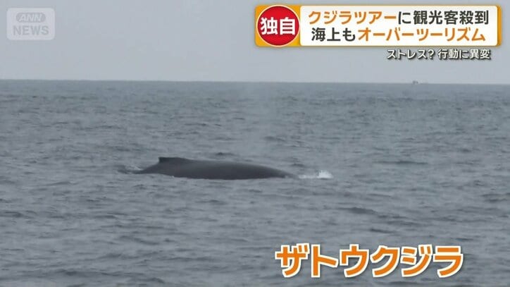 姿を見せたザトウクジラ