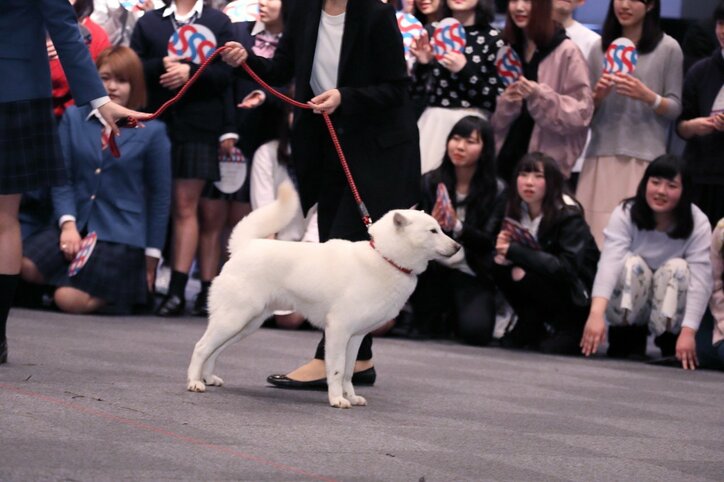 大原櫻子の制服姿に違和感無し！ピコ太郎「14歳にしか見えない」