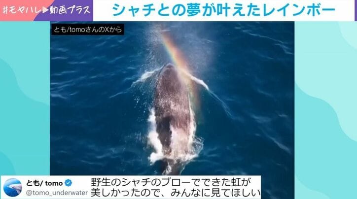 シャチ