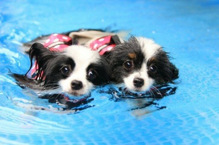 “かっこいいワン！” 涼しさを感じさせるCOOLわんこフォトコンテスト2017 入賞者発表