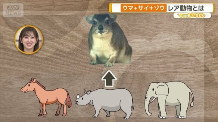 ウマ、サイ、ゾウと様々な特徴を持つ