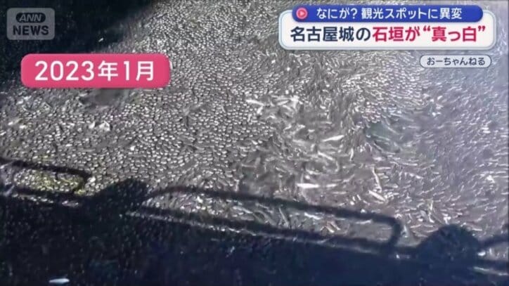 大量のボラ（2023年1月）