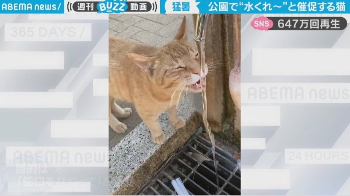 猫の賢すぎる処世術に 人間の使い方を理解している と反響 しきりに鳴いて水を催促する姿に 優しい世界 話題 Abema Times