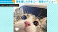 目を離したすきに猫が“自撮り”連発!カメラを覗き込む“愛くるしい”表情に「可愛すぎて消せないやつだ…!!」「どれも永久保存ですね!」と悶絶の声