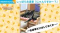 飼い主の呼ぶ声に“尻尾クイッ”だけの適当な反応をする猫に「尻尾で返事すんなー」と一喝