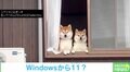 窓から感じる“熱い視線”… 飼い主を眺める2匹の柴犬の姿に「毎朝これに会いたい」「シバソックによる常駐警備ですな!」と悶絶の声