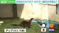 【映像】カワウソ親子が“日本VSクロアチア”勝敗予想