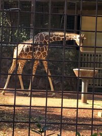 Wエンジン チャンカワイ『お弁当。』