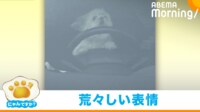 【映像】運転席に座り“あおり運転”をしそうな犬