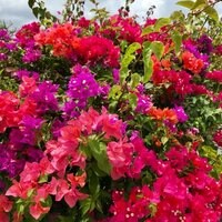 PINKY『Bali trip with baby -Samabe編①-』