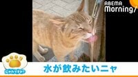 「にゃんですか」水分補給編