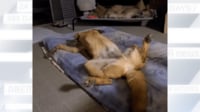 【映像】睡魔に負けてしまう犬の尻尾
